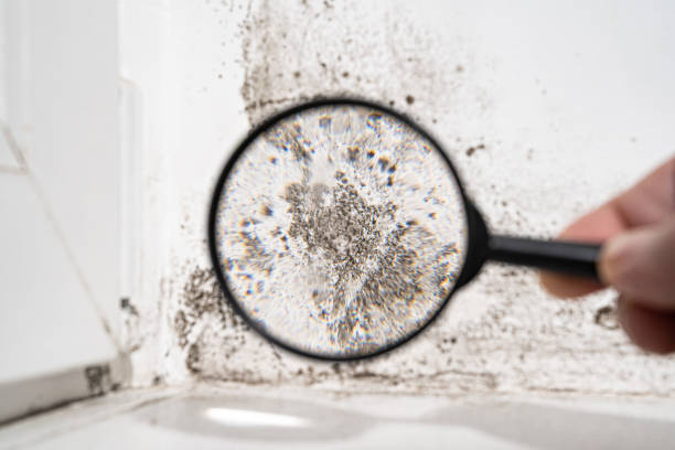 Mold Odor Removal Services in New Hope, MS